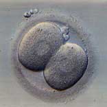 FSH Embryozellen